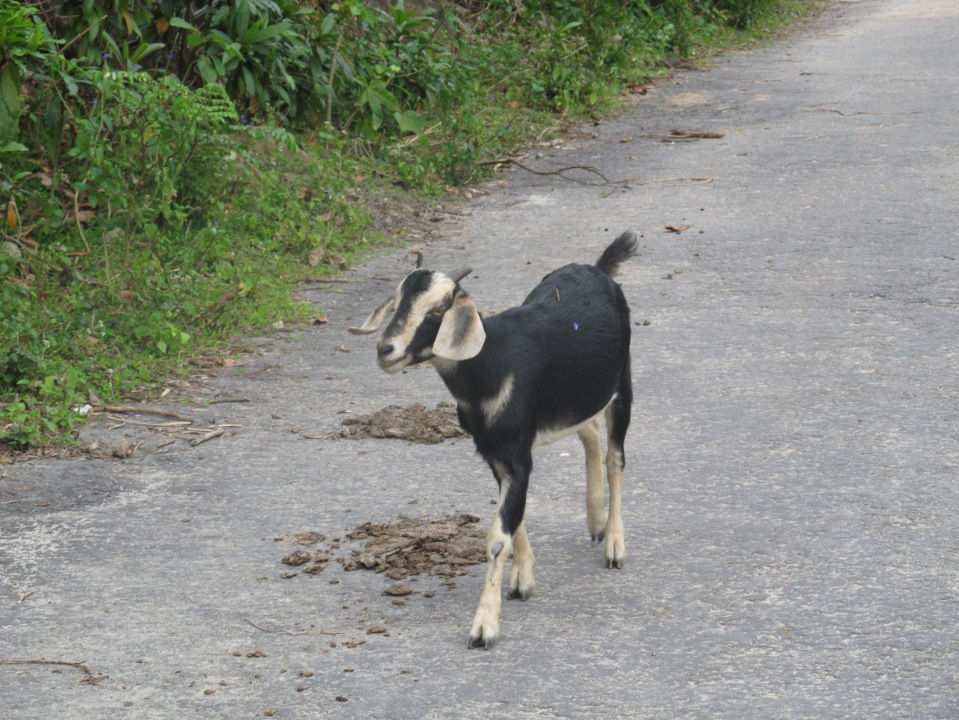 goat cham island